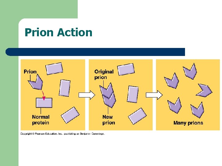 Prion Action 