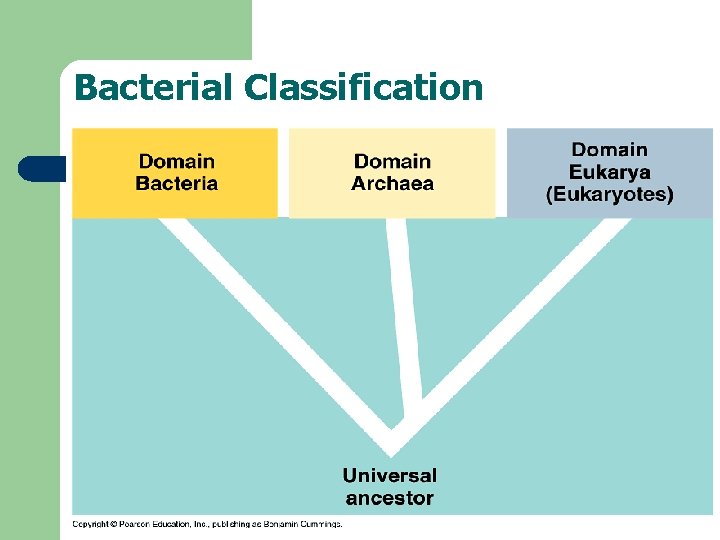 Bacterial Classification 