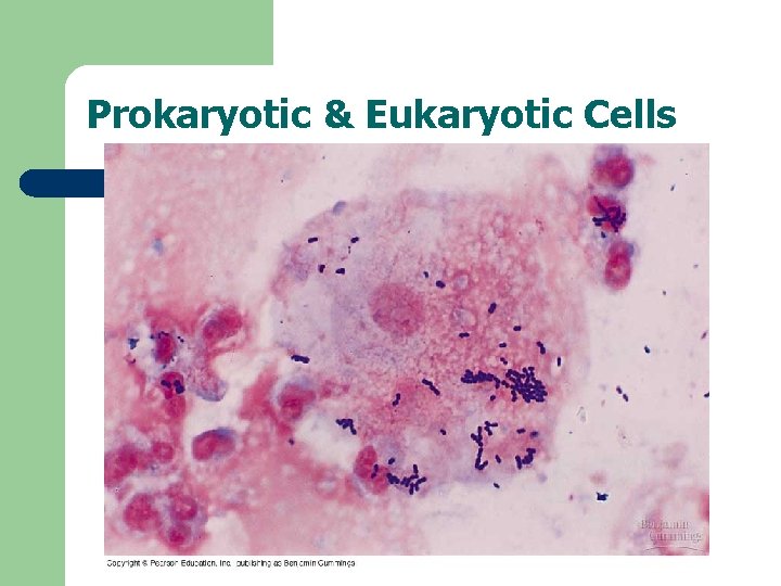 Prokaryotic & Eukaryotic Cells 