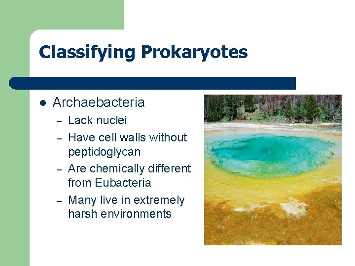 Classifying Prokaryotes l Archaebacteria – – Lack nuclei Have cell walls without peptidoglycan Are