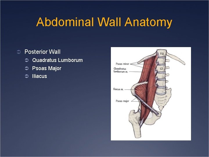 Abdominal Wall Anatomy Ü Posterior Wall Ü Quadratus Lumborum Ü Psoas Major Ü Iliacus