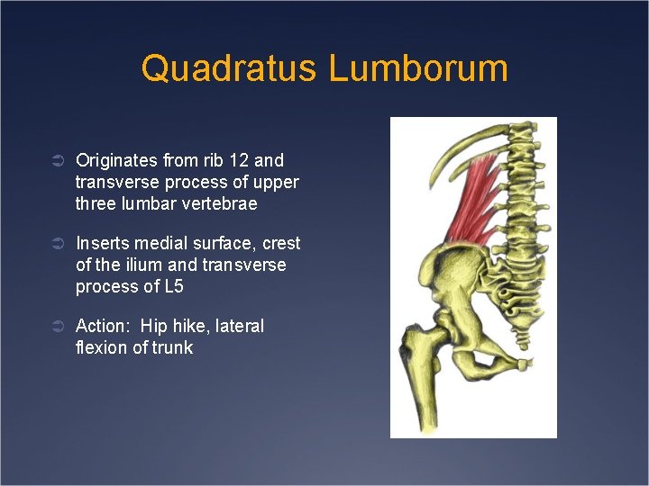 Quadratus Lumborum Ü Originates from rib 12 and transverse process of upper three lumbar