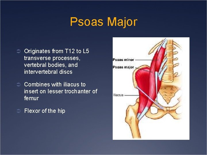 Psoas Major Ü Originates from T 12 to L 5 transverse processes, vertebral bodies,