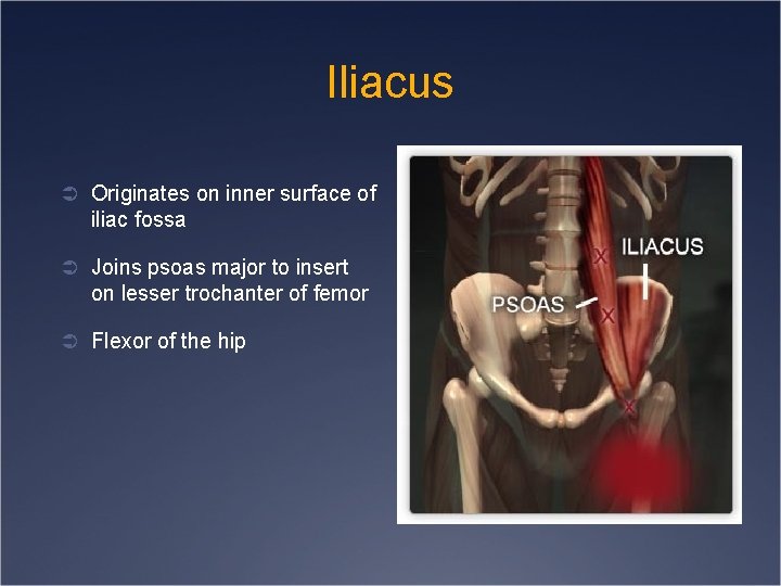 Iliacus Ü Originates on inner surface of iliac fossa Ü Joins psoas major to