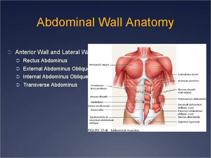 Abdominal Wall Anatomy Ü Anterior Wall and Lateral Wall Ü Rectus Abdominus Ü External
