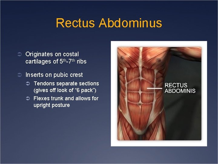 Rectus Abdominus Ü Originates on costal cartilages of 5 th-7 th ribs Ü Inserts