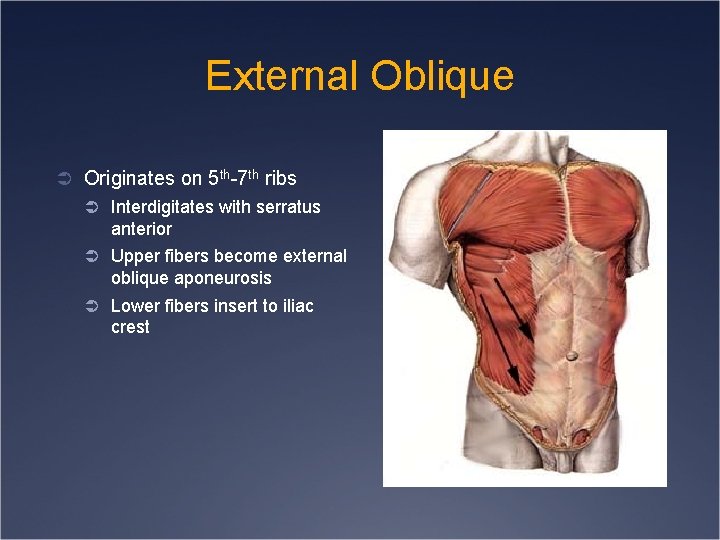 External Oblique Ü Originates on 5 th-7 th ribs Ü Interdigitates with serratus anterior