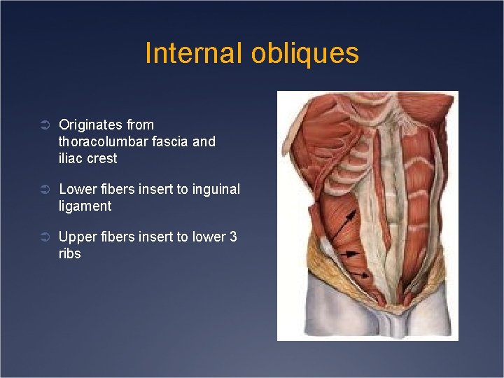 Internal obliques Ü Originates from thoracolumbar fascia and iliac crest Ü Lower fibers insert