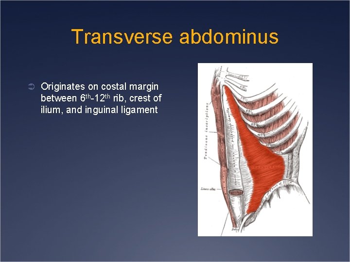 Transverse abdominus Ü Originates on costal margin between 6 th-12 th rib, crest of