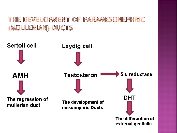 Sertoli cell AMH The regression of mullerian duct Leydig cell Testosteron The development of