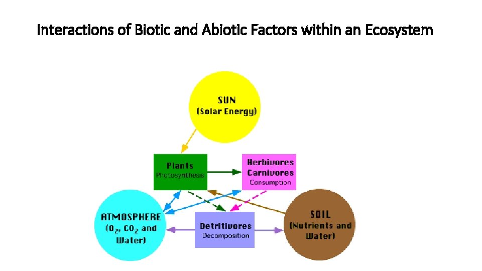 Interactions of Biotic and Abiotic Factors within an Ecosystem 