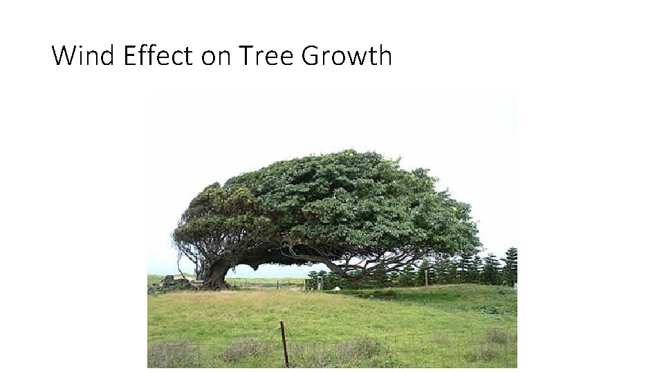 Wind Effect on Tree Growth 