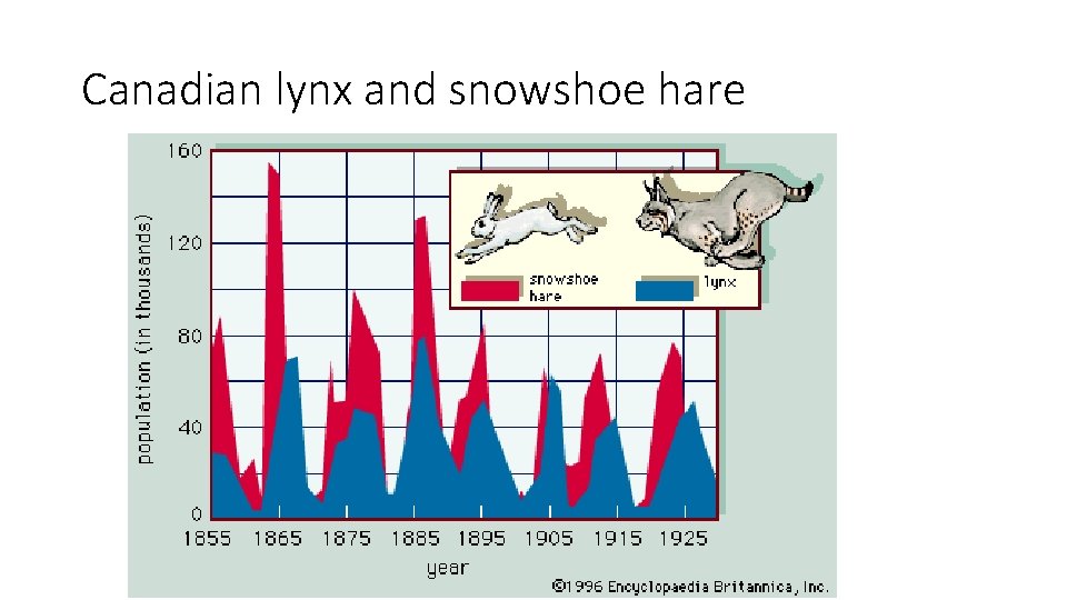 Canadian lynx and snowshoe hare 