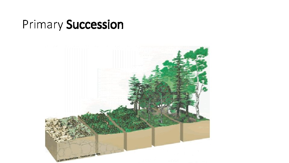 Primary Succession 