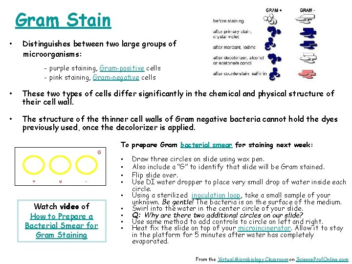 Gram Stain • Distinguishes between two large groups of microorganisms: - purple staining, Gram-positive
