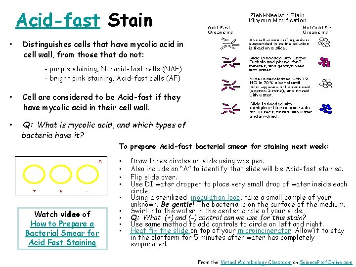 Acid-fast Stain • Distinguishes cells that have mycolic acid in cell wall, from those