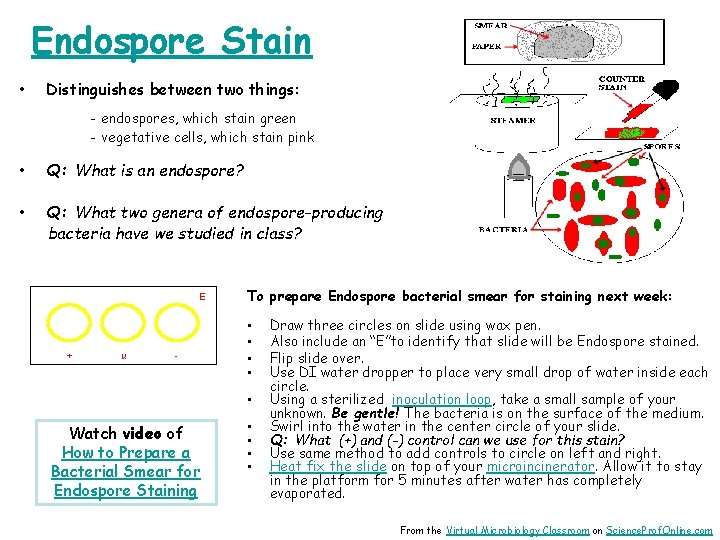 Endospore Stain • Distinguishes between two things: - endospores, which stain green - vegetative