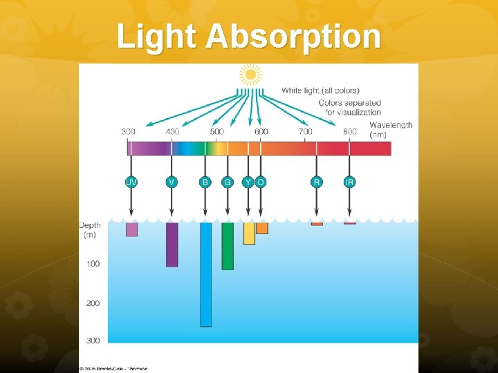 Light Absorption 