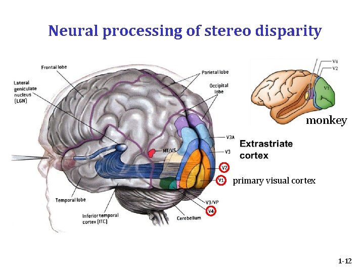 Neural processing of stereo disparity monkey primary visual cortex 1 -12 