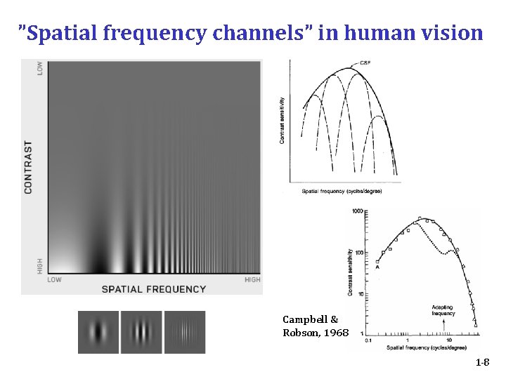 ”Spatial frequency channels” in human vision Campbell & Robson, 1968 1 -8 