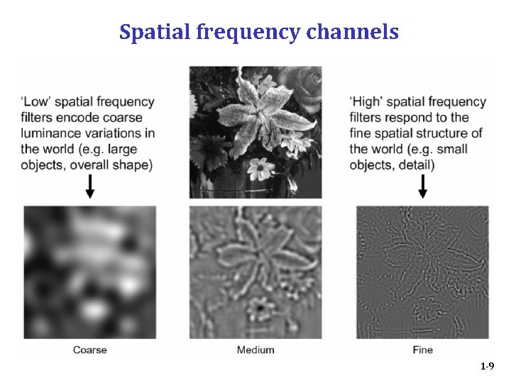 Spatial frequency channels 1 -9 