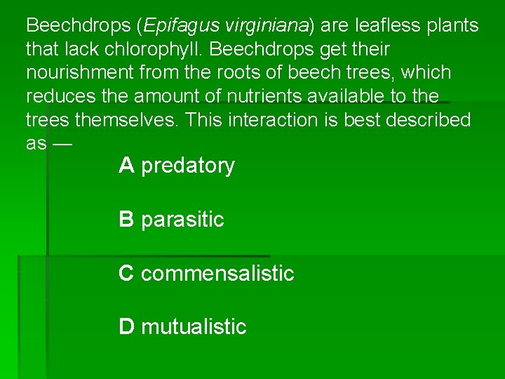 Beechdrops (Epifagus virginiana) are leafless plants that lack chlorophyll. Beechdrops get their nourishment from
