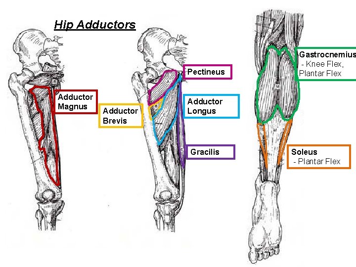Hip Adductors Pectineus Adductor Magnus Adductor Brevis Gastrocnemius - Knee Flex, Plantar Flex Adductor