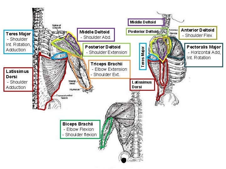 Middle Deltoid Latissimus Dorsi - Shoulder Adduction Middle Deltoid - Shoulder Abd. Posterior Deltoid