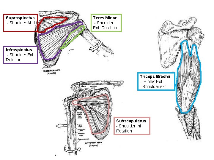 Supraspinatus - Shoulder Abd. Teres Minor - Shoulder Ext. Rotation Infraspinatus - Shoulder Ext.