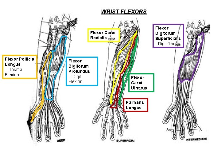 WRIST FLEXORS Flexor Digitorum Superficialis - Digit flexion Flexor Carpi Radialis Flexor Pollicis Longus