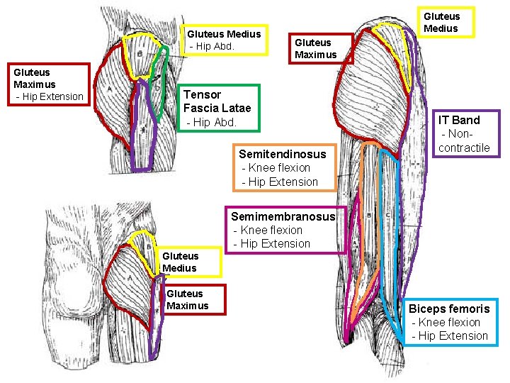 Gluteus Medius - Hip Abd. Gluteus Maximus - Hip Extension Gluteus Medius Gluteus Maximus