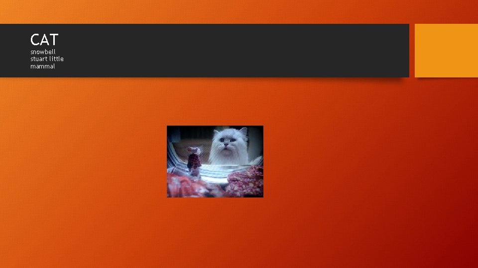 CAT snowbell stuart little mammal 