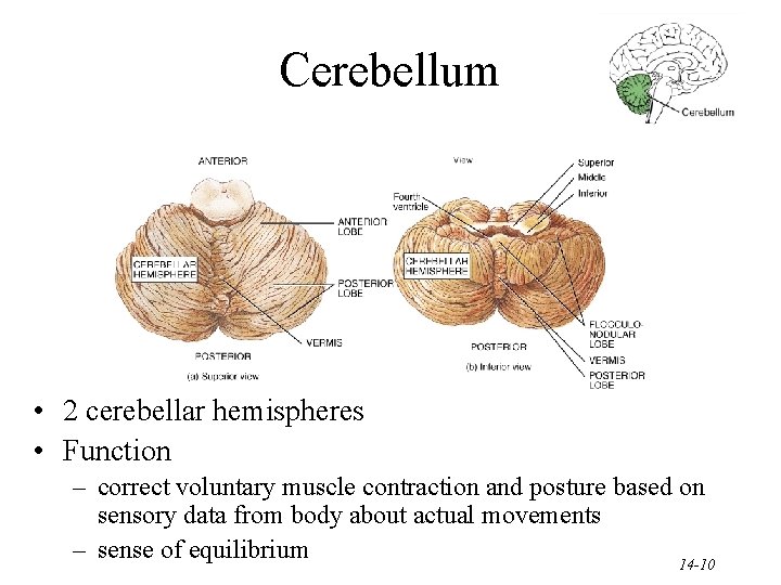 Cerebellum • 2 cerebellar hemispheres • Function – correct voluntary muscle contraction and posture