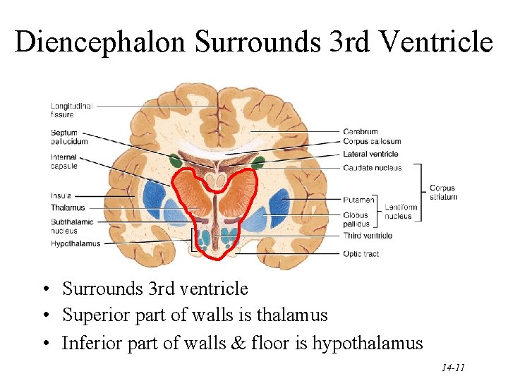 Diencephalon Surrounds 3 rd Ventricle • Surrounds 3 rd ventricle • Superior part of