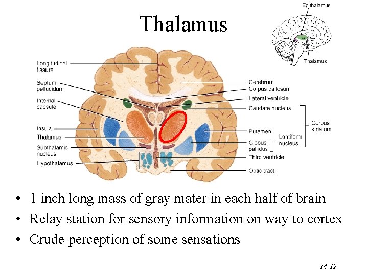 Thalamus • 1 inch long mass of gray mater in each half of brain