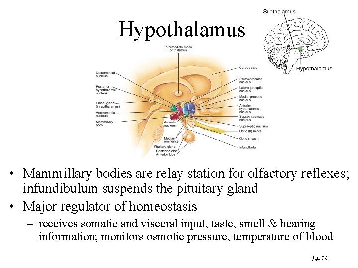 Hypothalamus • Mammillary bodies are relay station for olfactory reflexes; infundibulum suspends the pituitary