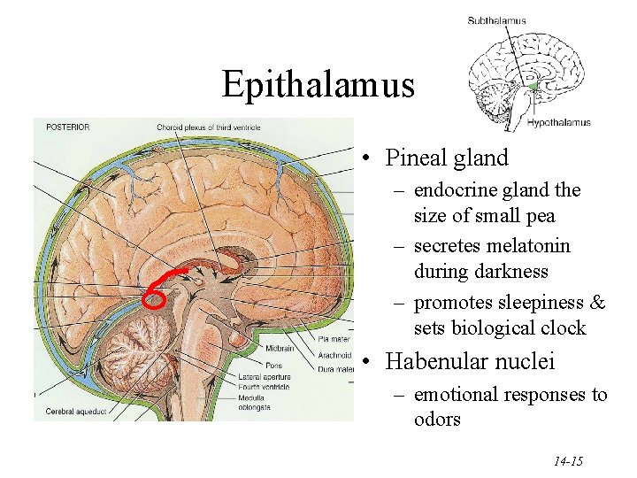 Epithalamus • Pineal gland – endocrine gland the size of small pea – secretes