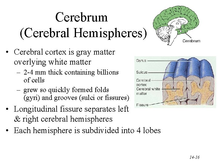 Cerebrum (Cerebral Hemispheres) • Cerebral cortex is gray matter overlying white matter – 2