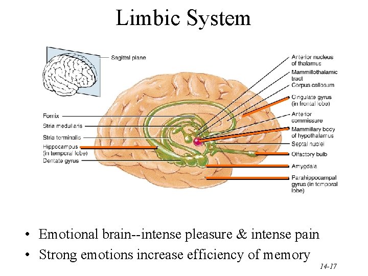 Limbic System • Emotional brain--intense pleasure & intense pain • Strong emotions increase efficiency