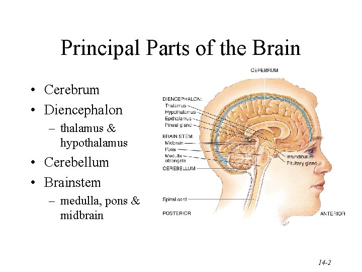 Principal Parts of the Brain • Cerebrum • Diencephalon – thalamus & hypothalamus •
