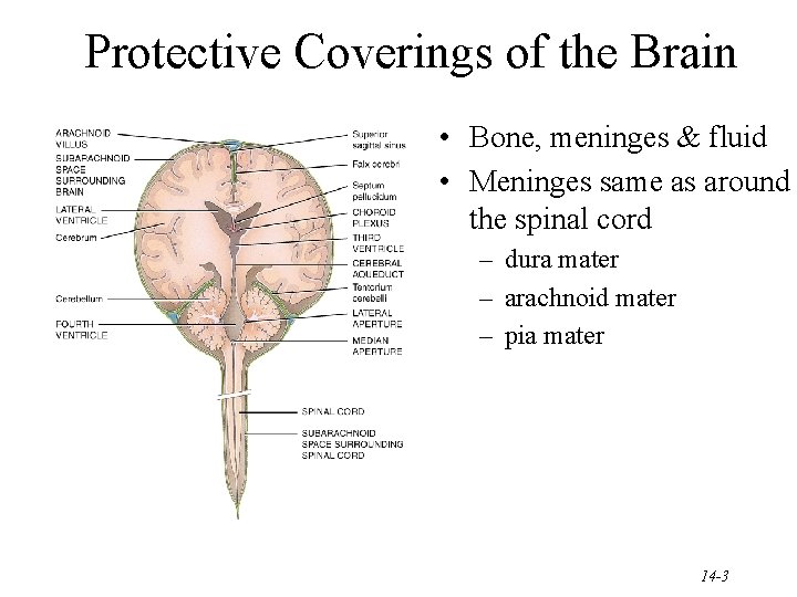 Protective Coverings of the Brain • Bone, meninges & fluid • Meninges same as