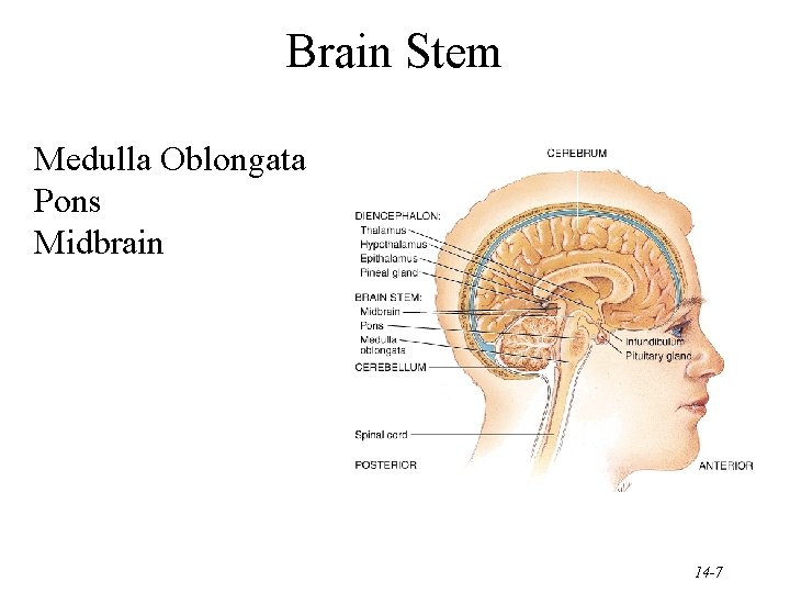 Brain Stem Medulla Oblongata Pons Midbrain 14 -7 