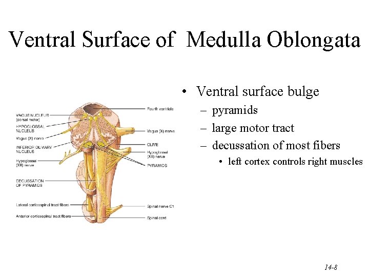 Ventral Surface of Medulla Oblongata • Ventral surface bulge – pyramids – large motor