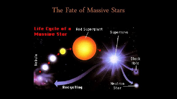 The Fate of Massive Stars 