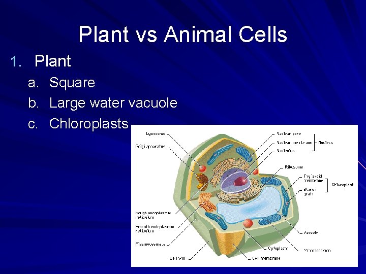 Plant vs Animal Cells 1. Plant a. Square b. Large water vacuole c. Chloroplasts