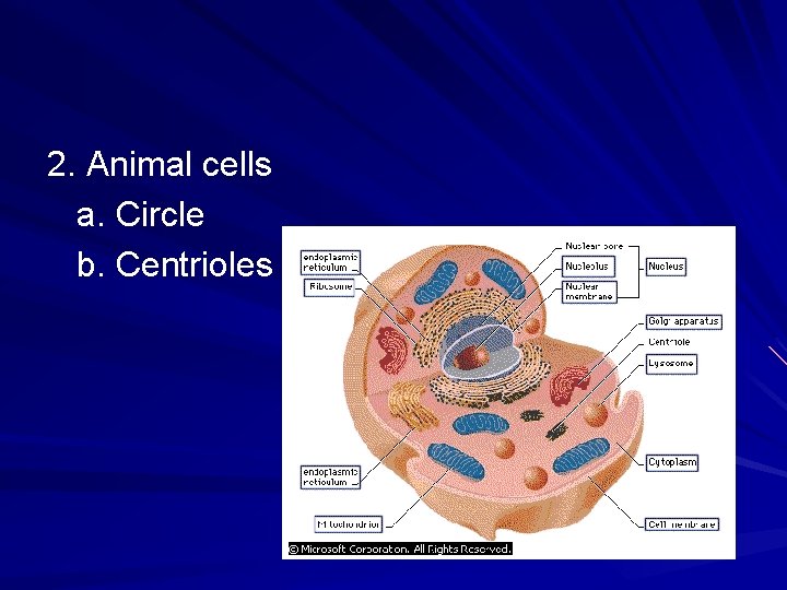 2. Animal cells a. Circle b. Centrioles 