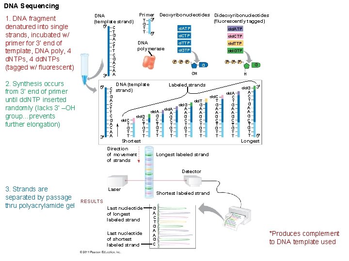 DNA Sequencing 1. DNA fragment denatured into single strands, incubated w/ primer for 3’