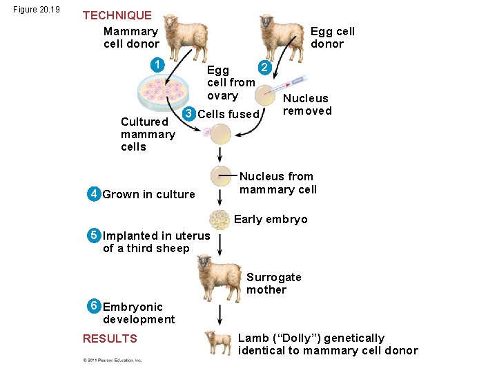 Figure 20. 19 TECHNIQUE Mammary cell donor Egg cell donor 1 Cultured mammary cells