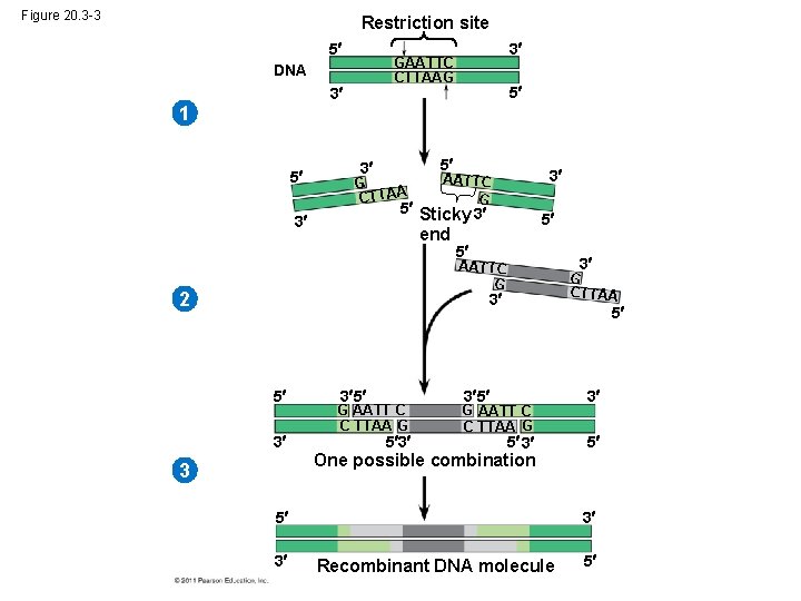Figure 20. 3 -3 Restriction site 5 3 GAATTC CTTAAG DNA 3 5 1
