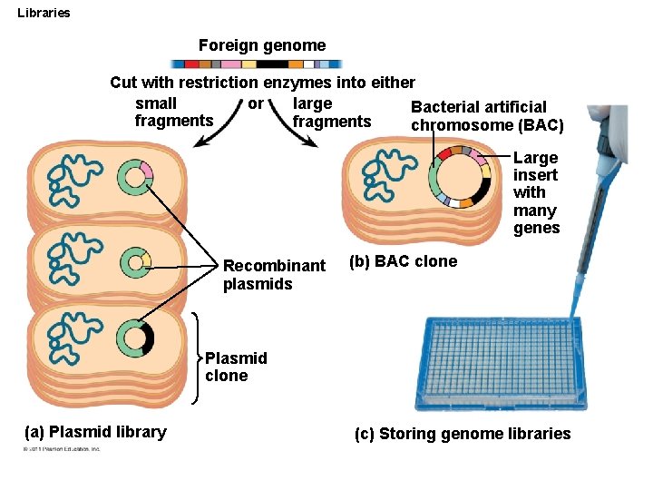 Libraries Foreign genome Cut with restriction enzymes into either small large or Bacterial artificial